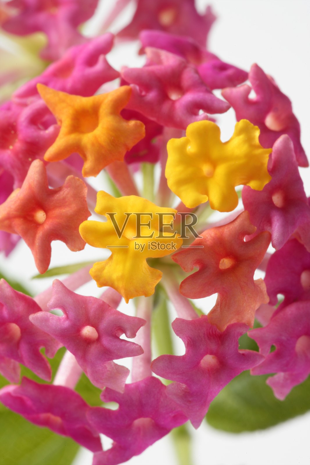 白色背景上的小红花照片摄影图片