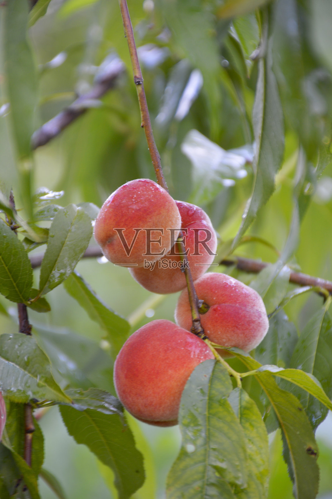 在树枝上收获桃子照片摄影图片