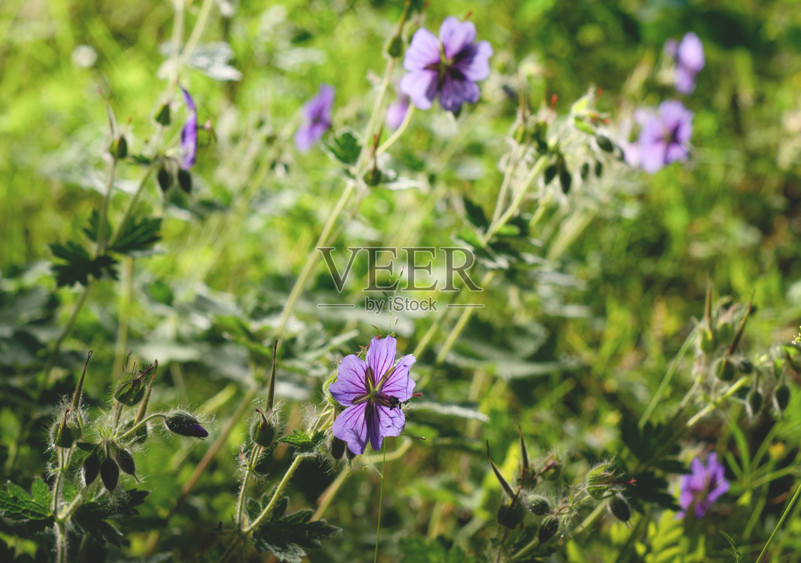 晨光中草地天竺葵的紫色花朵在模糊的绿色背景上特写。副本的空间。照片摄影图片