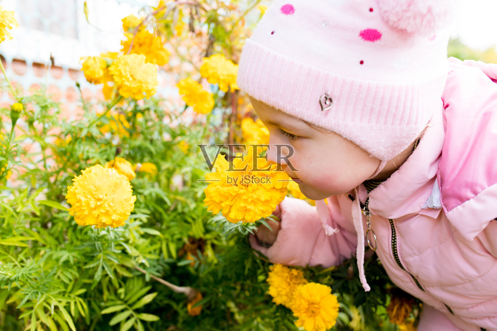 孩子嗅着黄色的花朵。花儿芬芳照片摄影图片