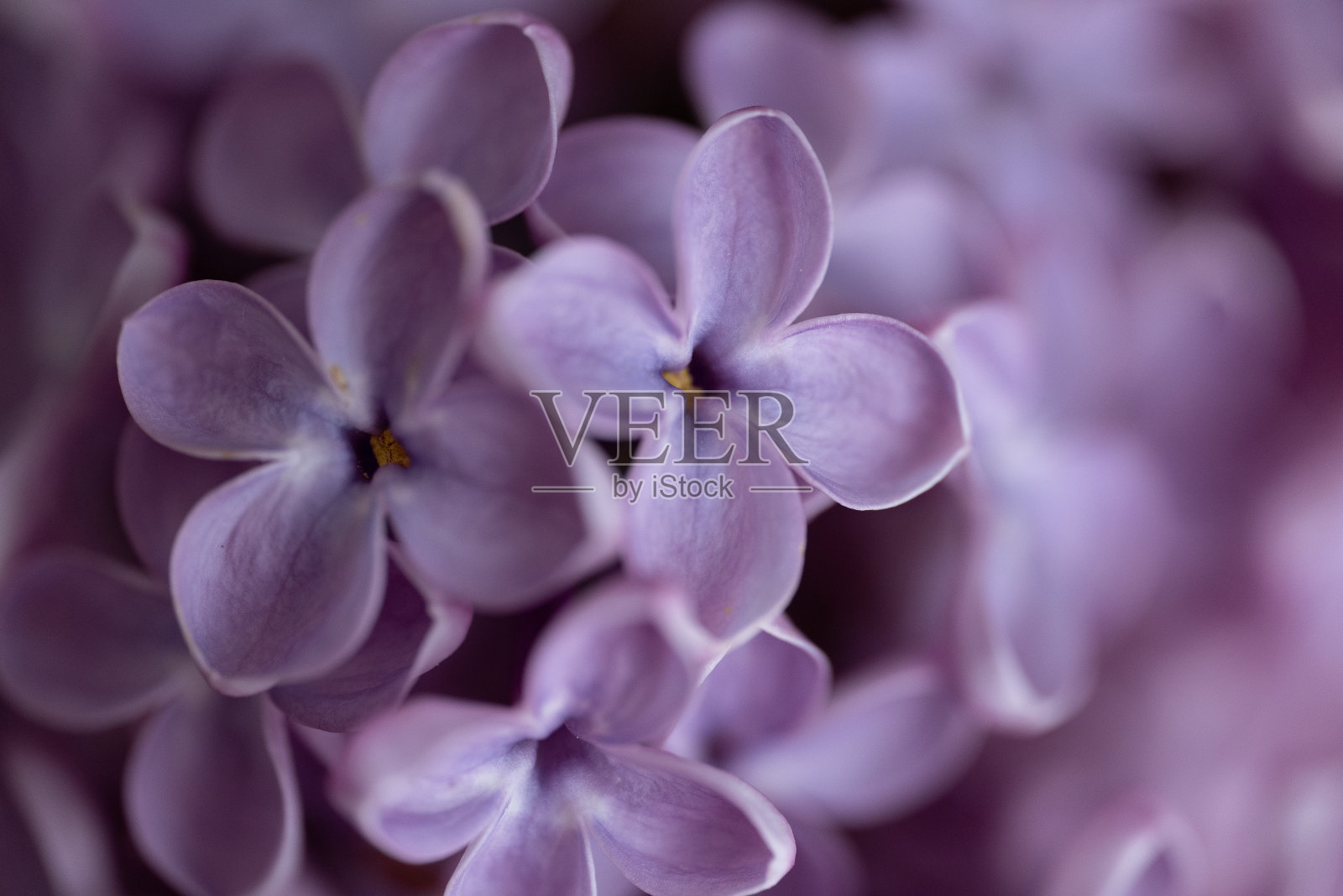 丁香树照片摄影图片