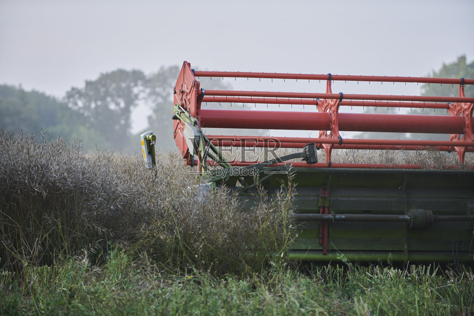 油菜田中的联合收割机照片摄影图片