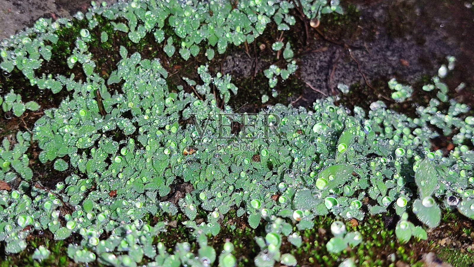 微距摄影照片摄影图片