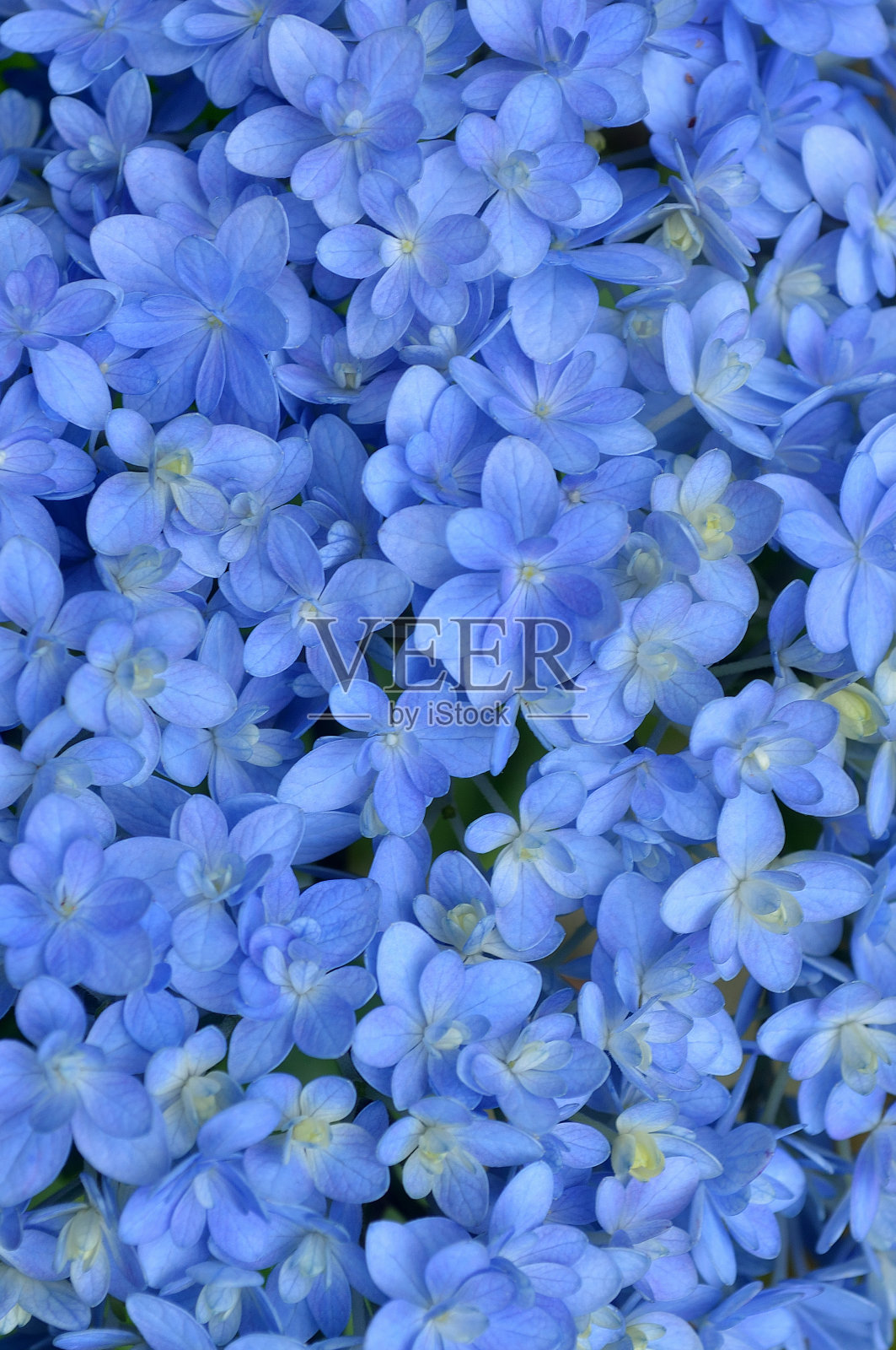 绣球花的特写照片摄影图片