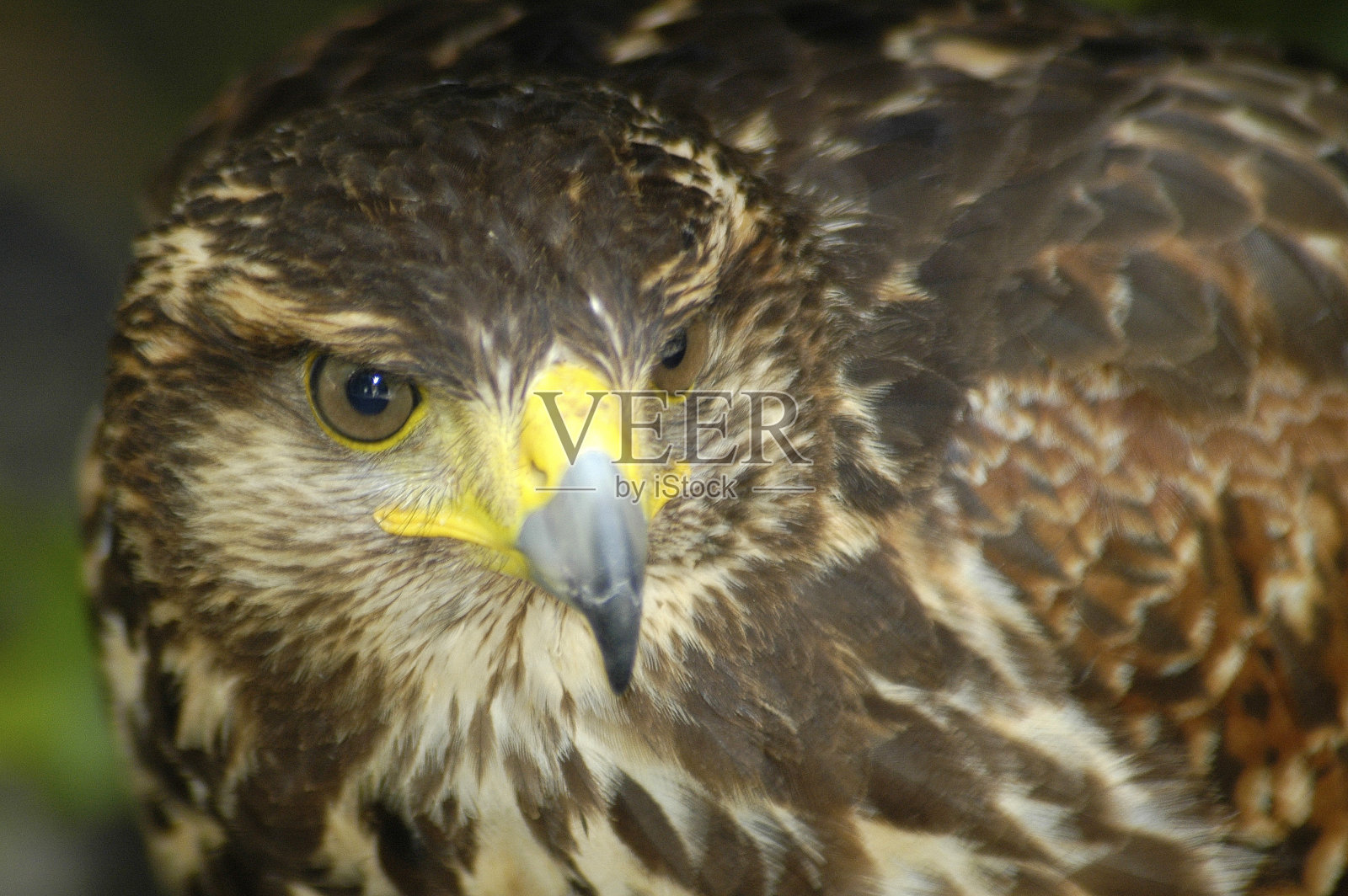 近距离拍摄的游隼照片摄影图片