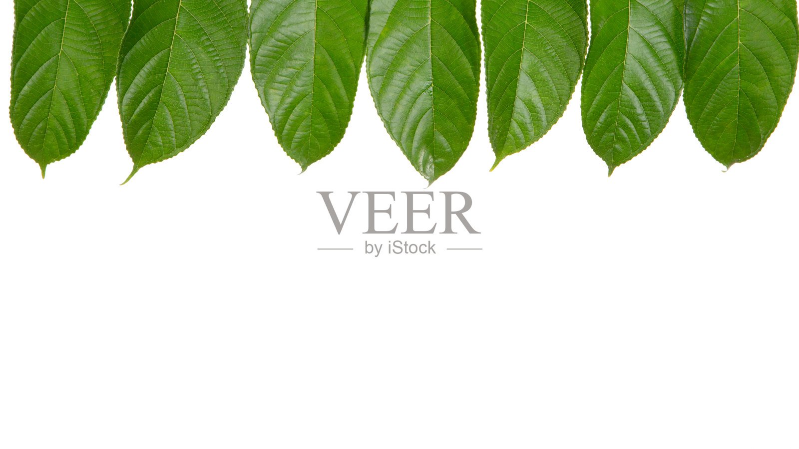 七片新鲜的绿叶在白色的背景下孤立。照片摄影图片