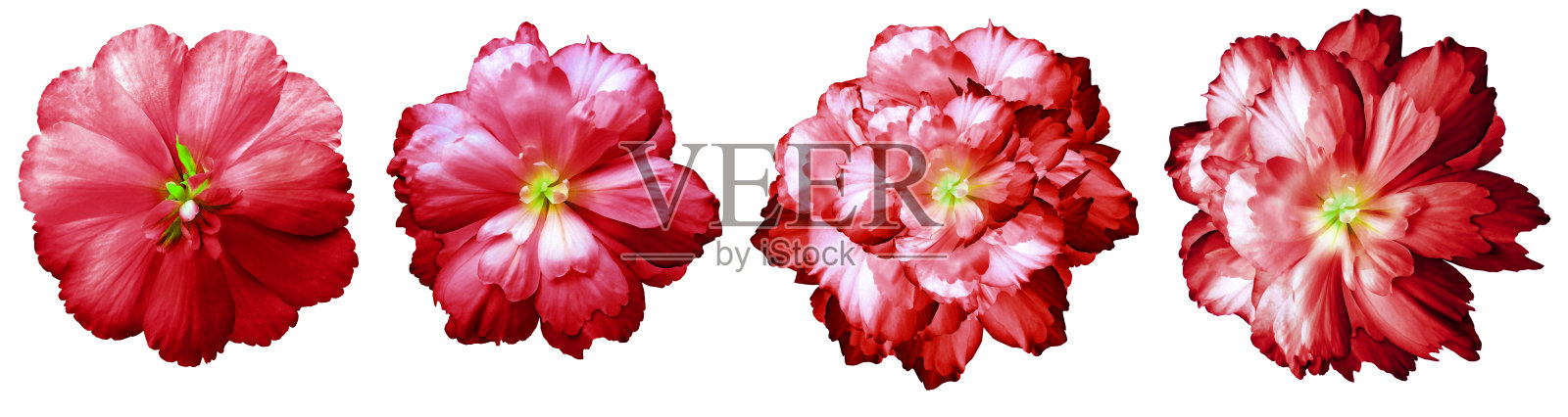 设置红色的花郁金香在一个白色孤立的背景与修剪路径。特写镜头。茎上的花。大自然。照片摄影图片