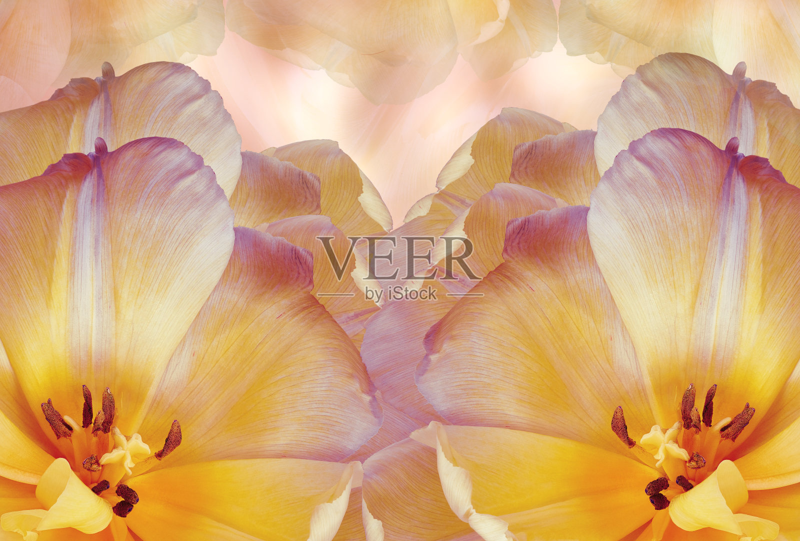 黄色郁金香花。花的背景。特写镜头。大自然。照片摄影图片