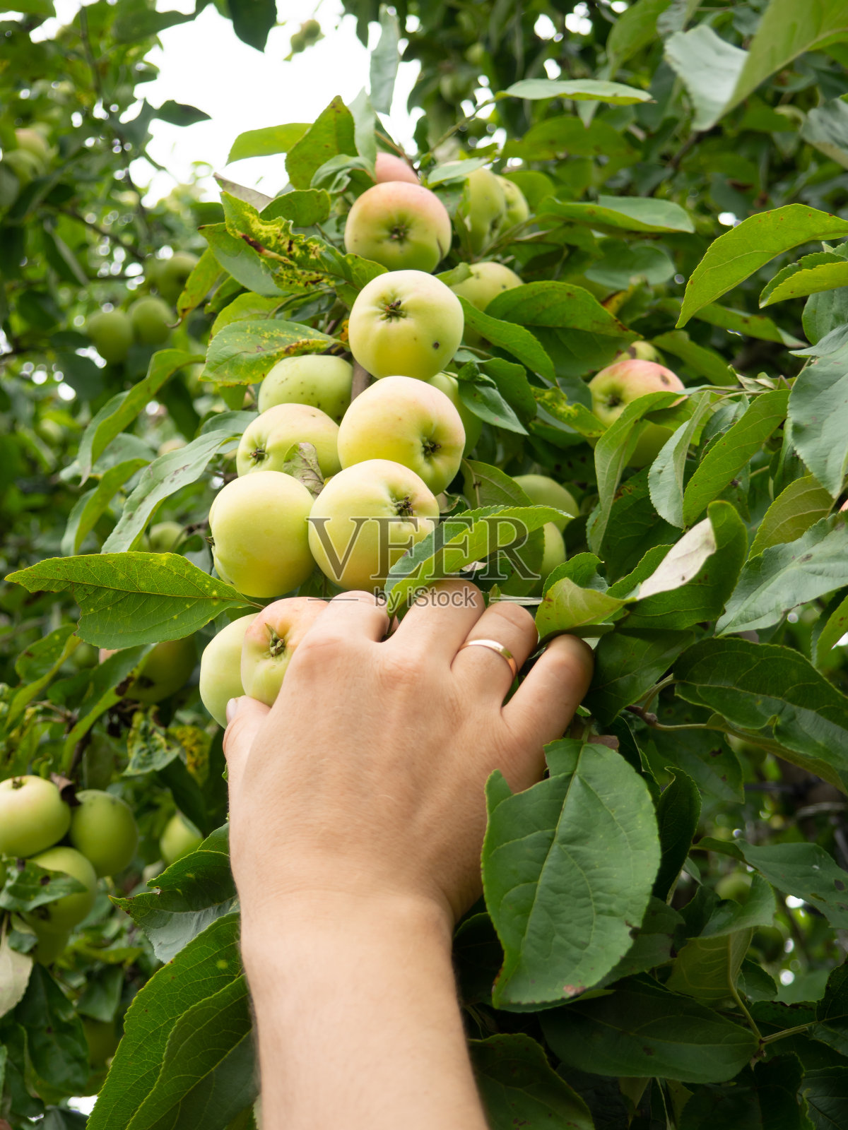一个男人的手从树枝上摘苹果照片摄影图片