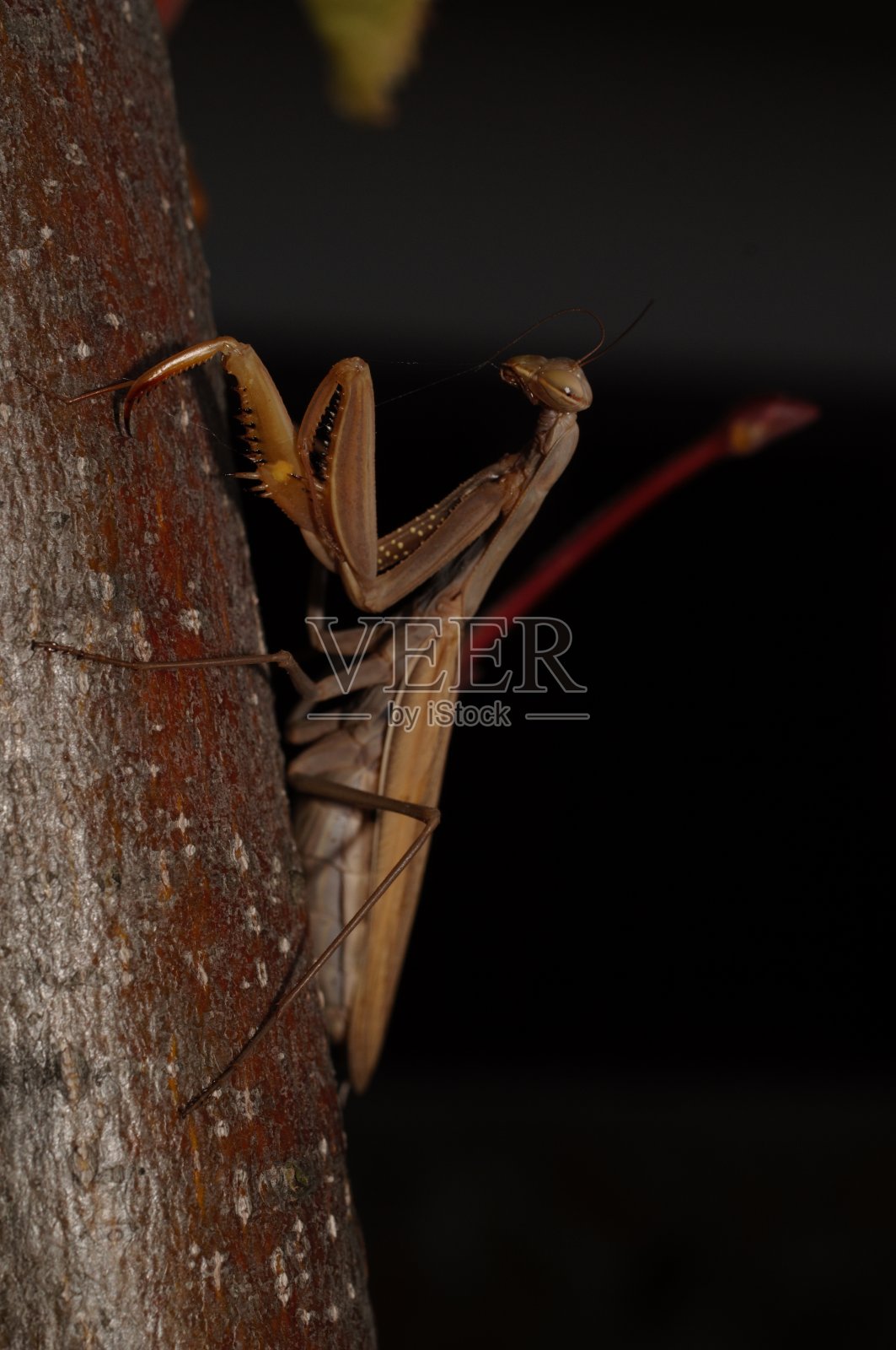 螳螂是新翅目昆虫的一目,通常被称为螳螂。照片摄影图片