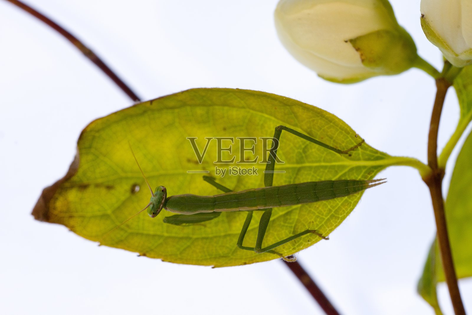 螳螂是新翅目昆虫的一目,通常被称为螳螂。照片摄影图片