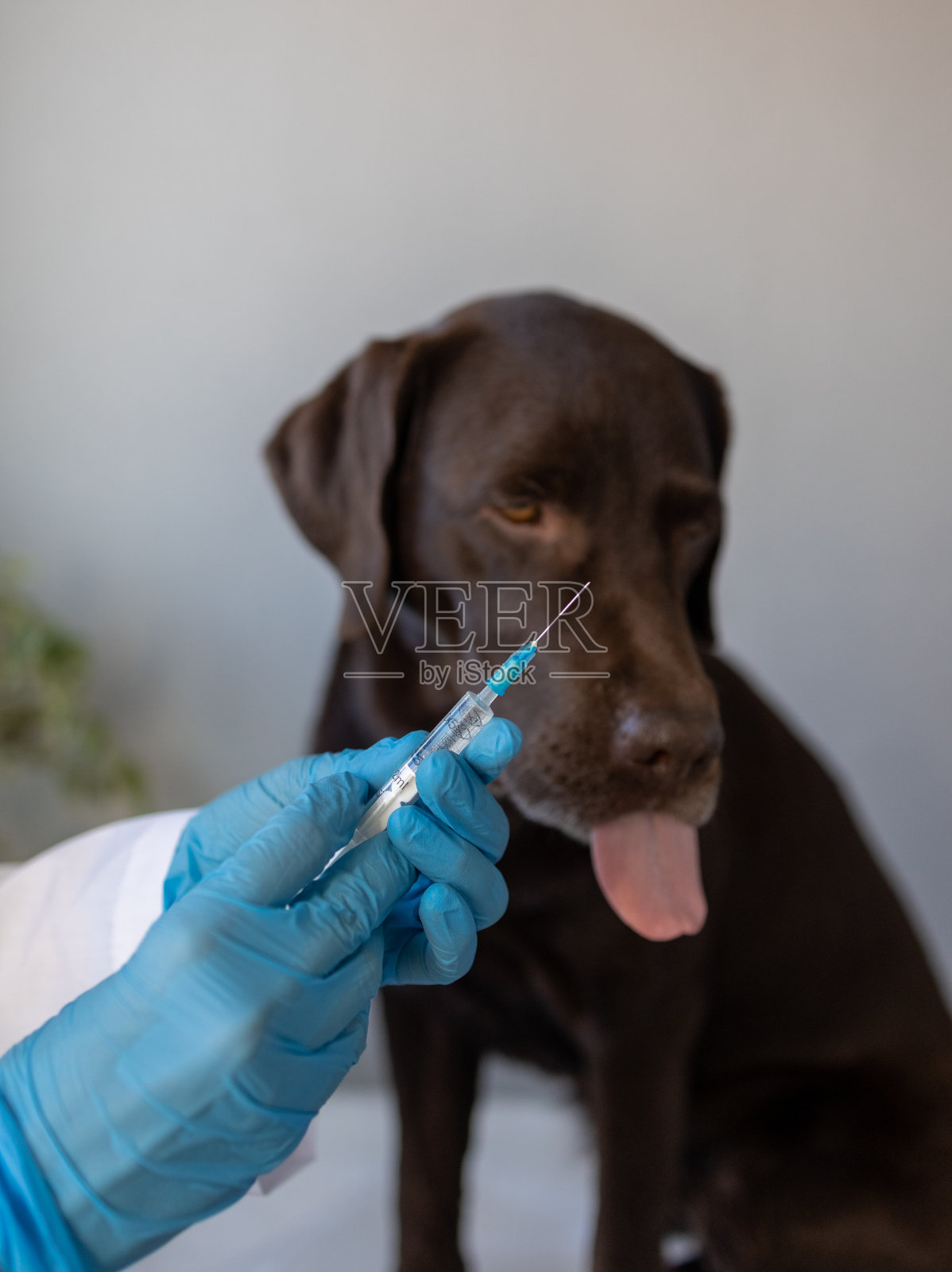 一位欧洲妇女兽医在预约时为拉布拉多犬做检查照片摄影图片