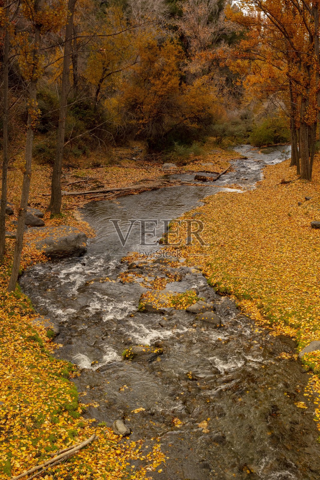 秋天的森林景观。照片摄影图片