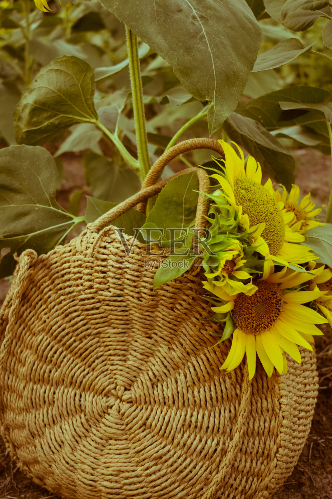 田野里针织手提包里的向日葵照片摄影图片