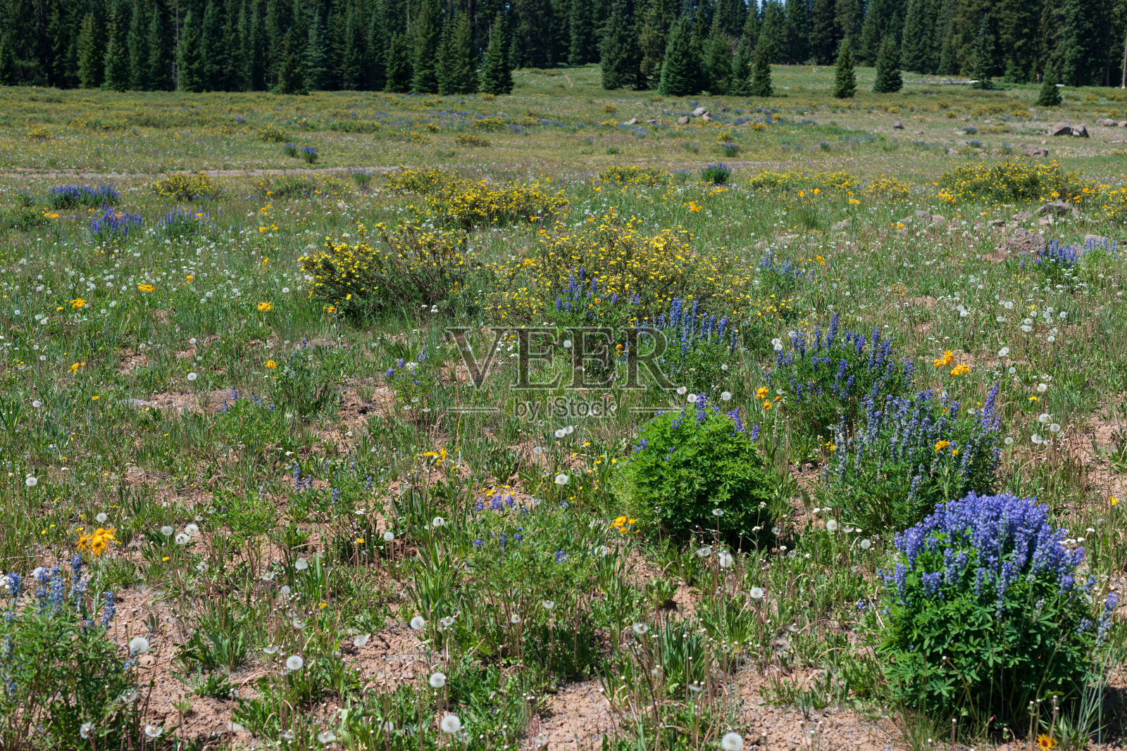 美丽的野花草地照片摄影图片