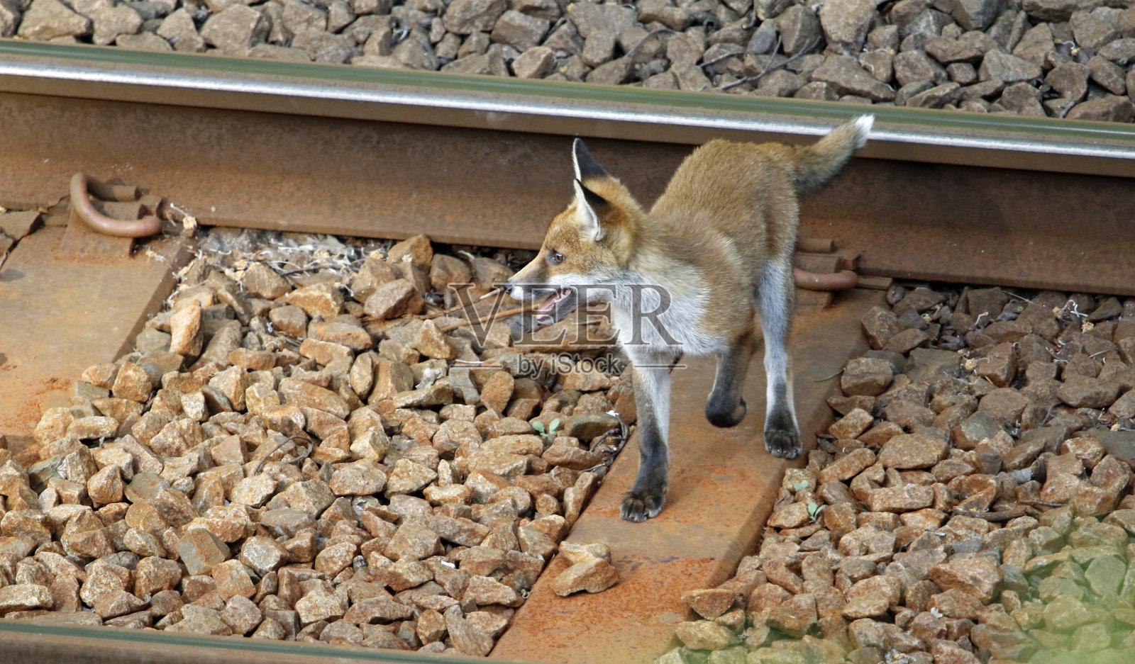 狐狸一家在铁路边探险玩耍照片摄影图片