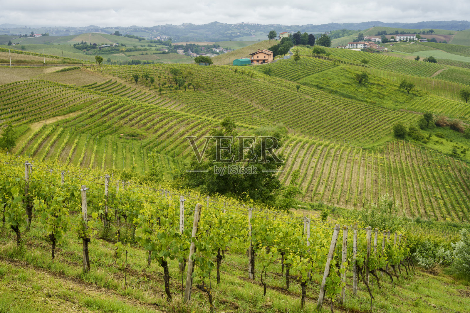 蒙巴鲁佐附近的蒙费拉托葡萄园照片摄影图片
