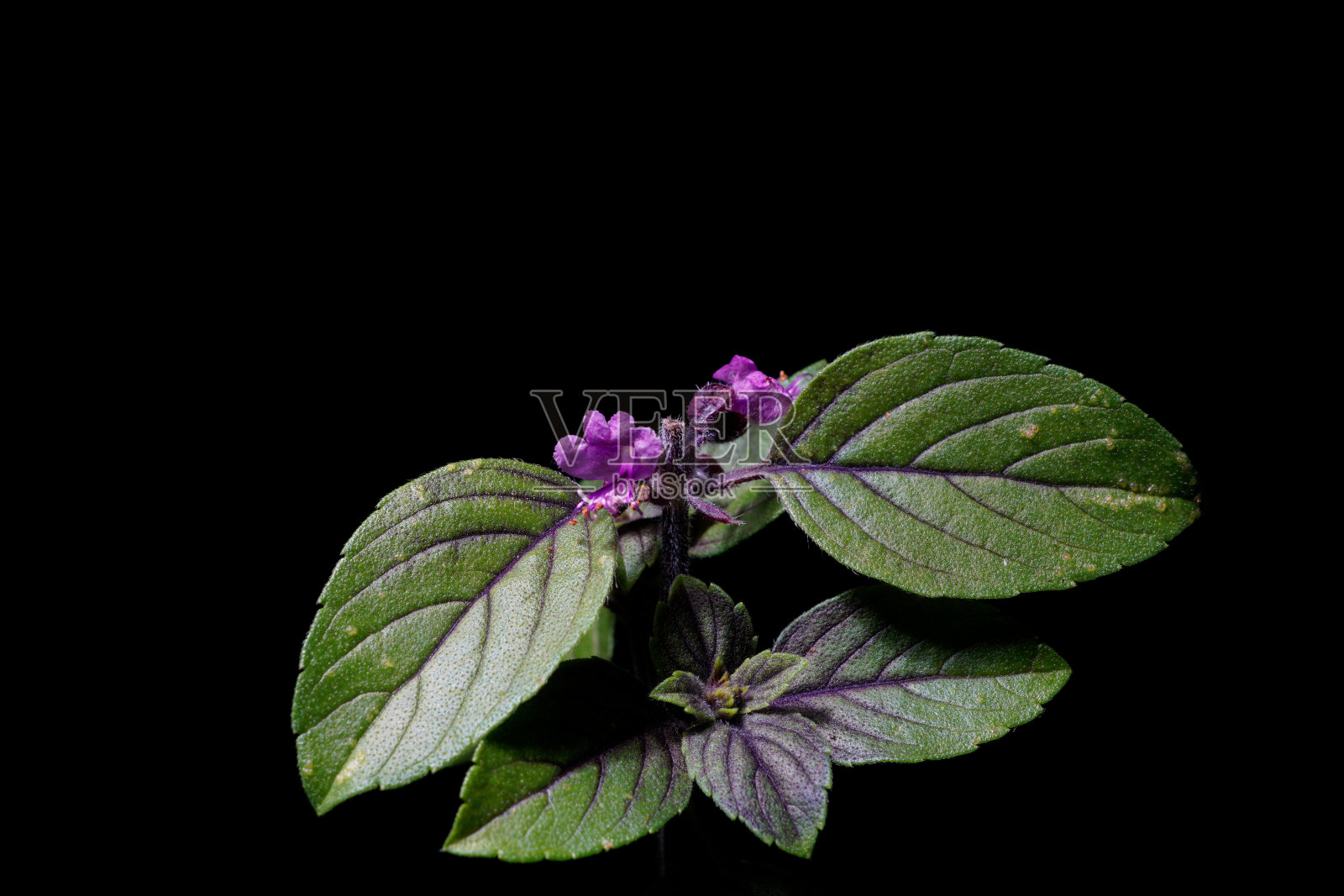 黑色背景的非洲蓝色罗勒叶照片摄影图片