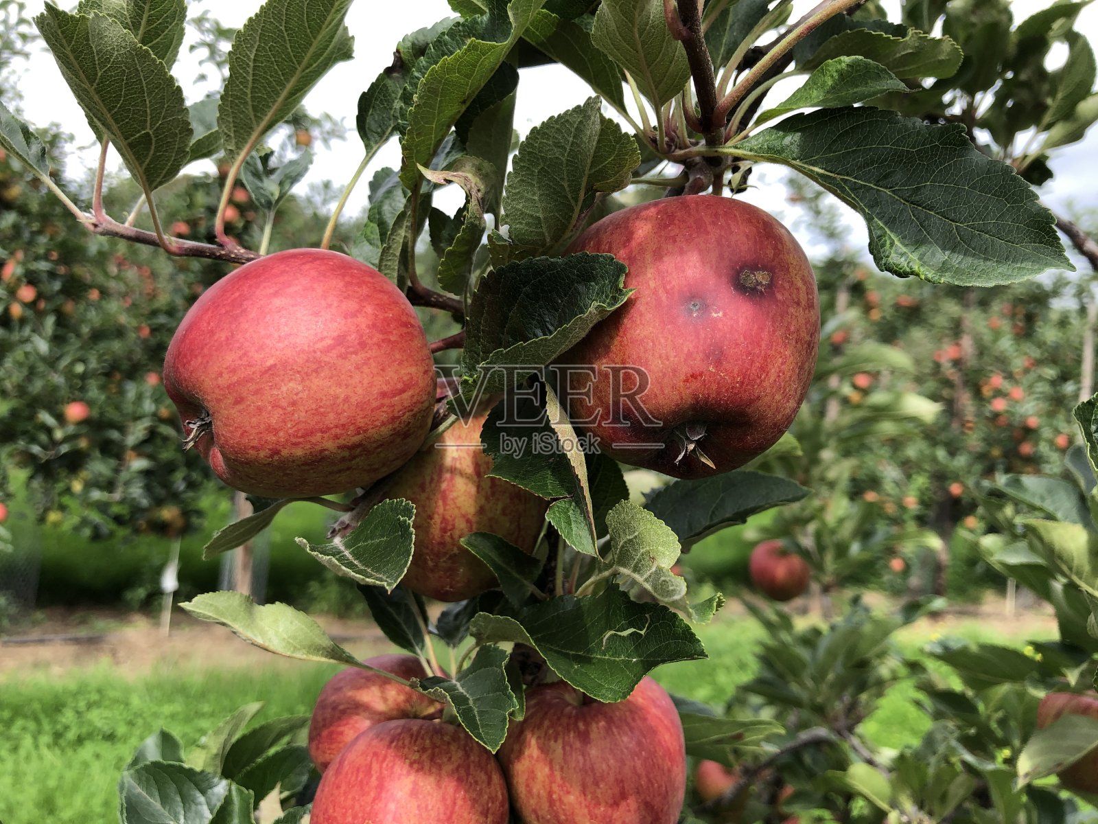 商业果园中带有苹果黑星病的苹果(品种:加拉)照片摄影图片