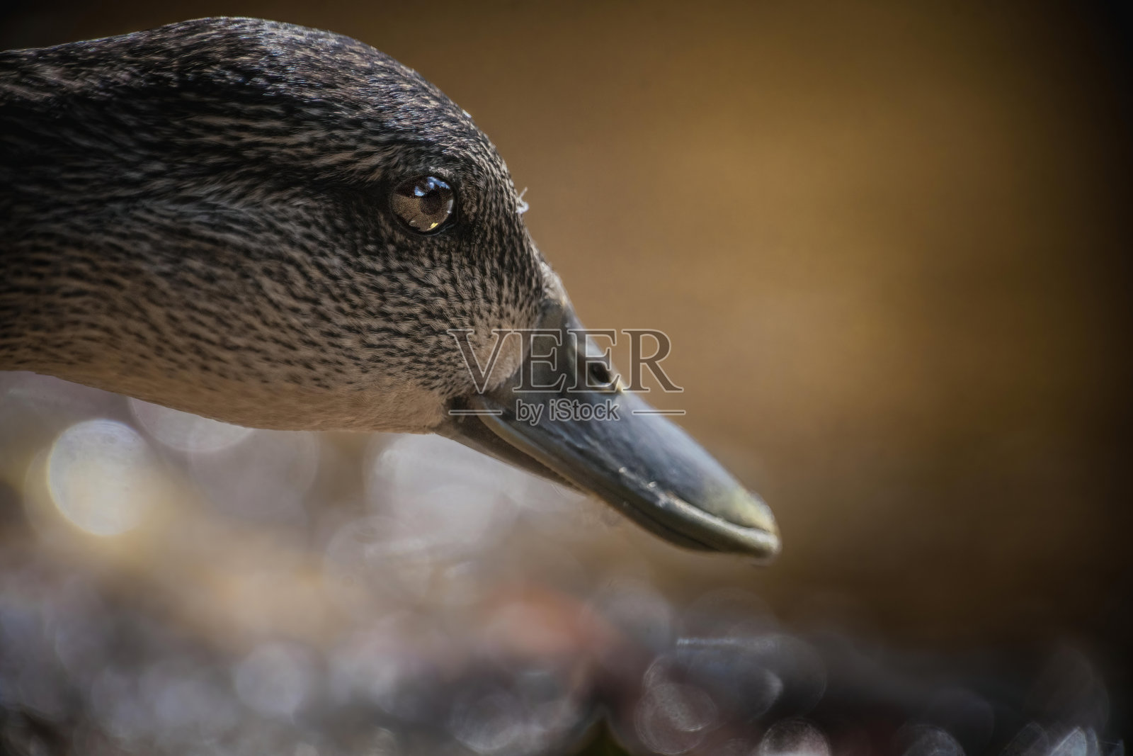 友好的鸭子照片摄影图片