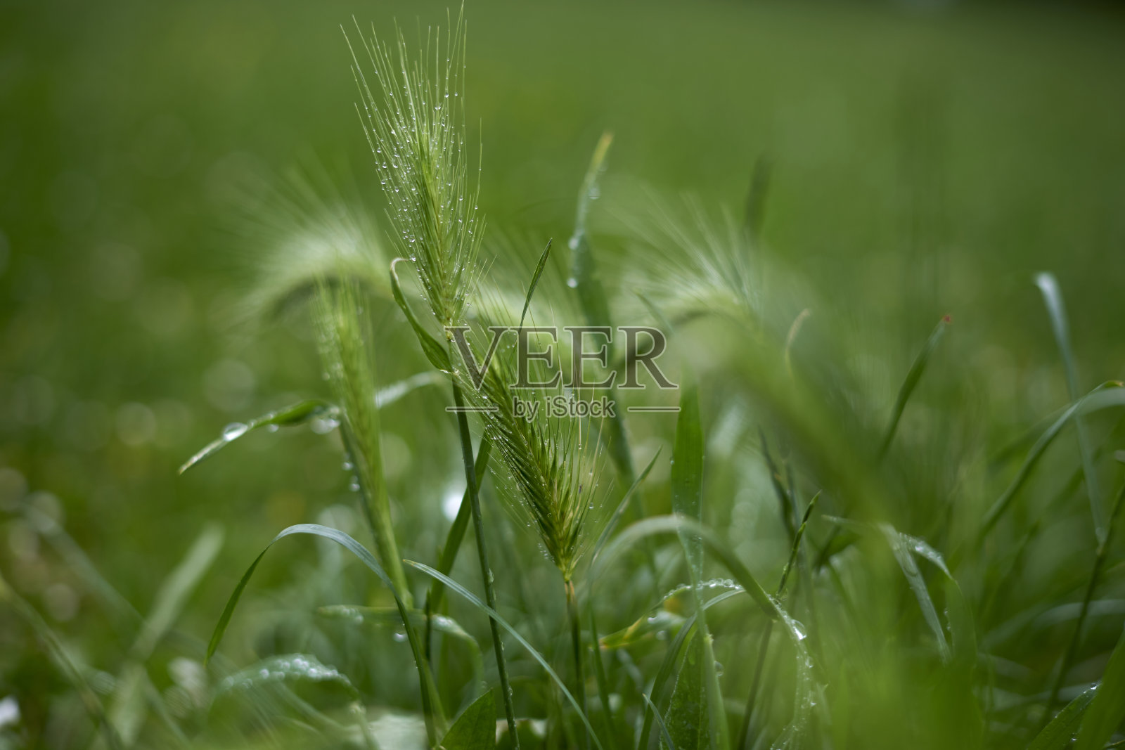 绿草在风中照片摄影图片
