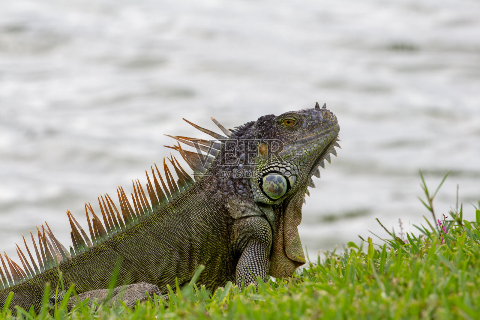 晒干鬣蜥照片摄影图片