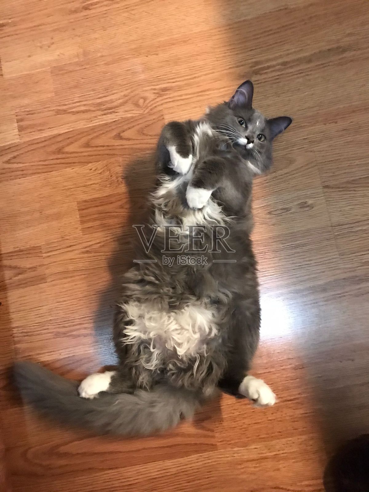 猫的时刻照片摄影图片