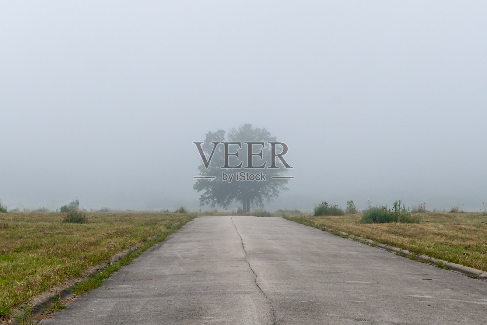 一条中间有裂缝的柏油路通向远处的一棵孤零零的树,这棵树被雾勾勒出了轮廓。照片摄影图片