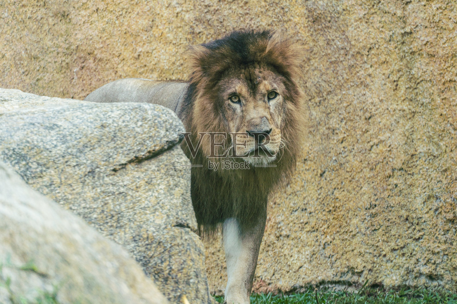 大型成年狮子,猫科动物中最大的照片摄影图片