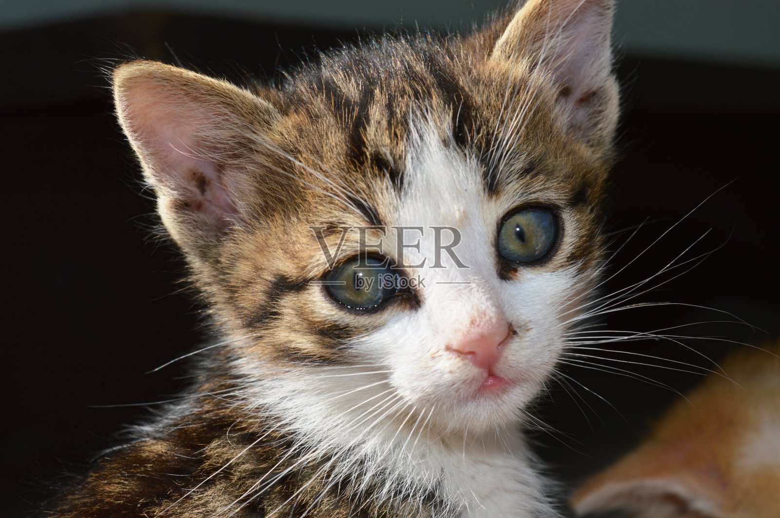 蓝色眼睛的棕色小猫照片摄影图片