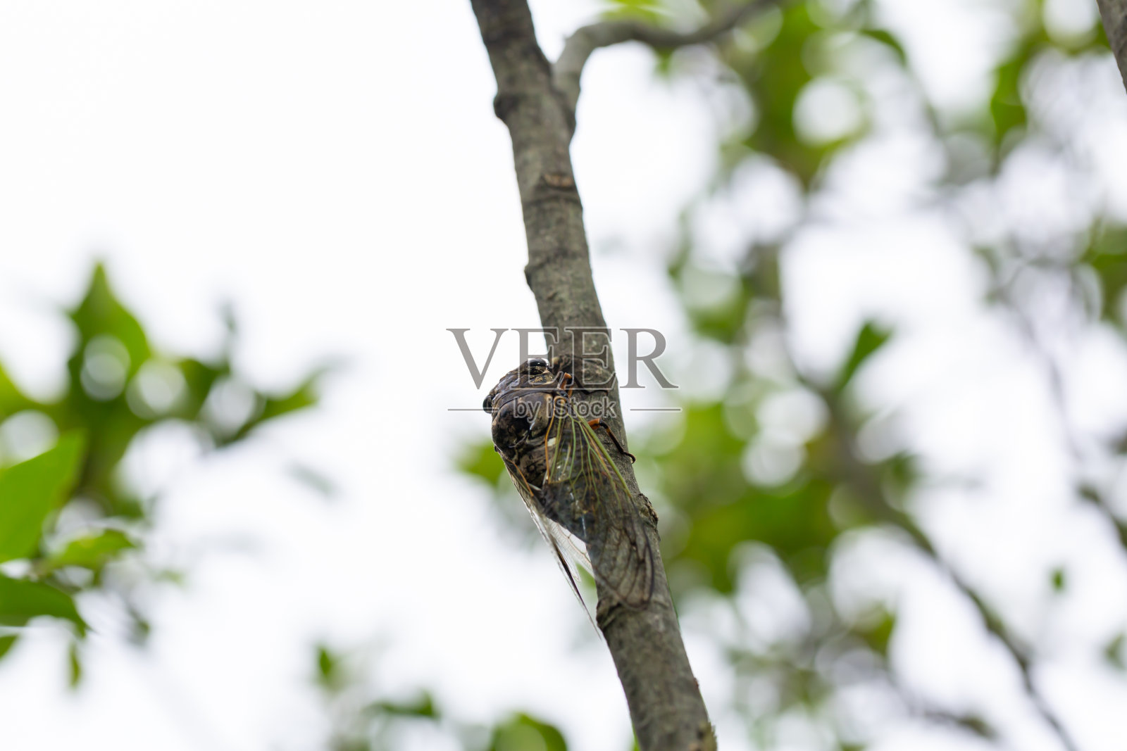 隐皮皮帕纳面部护理照片摄影图片