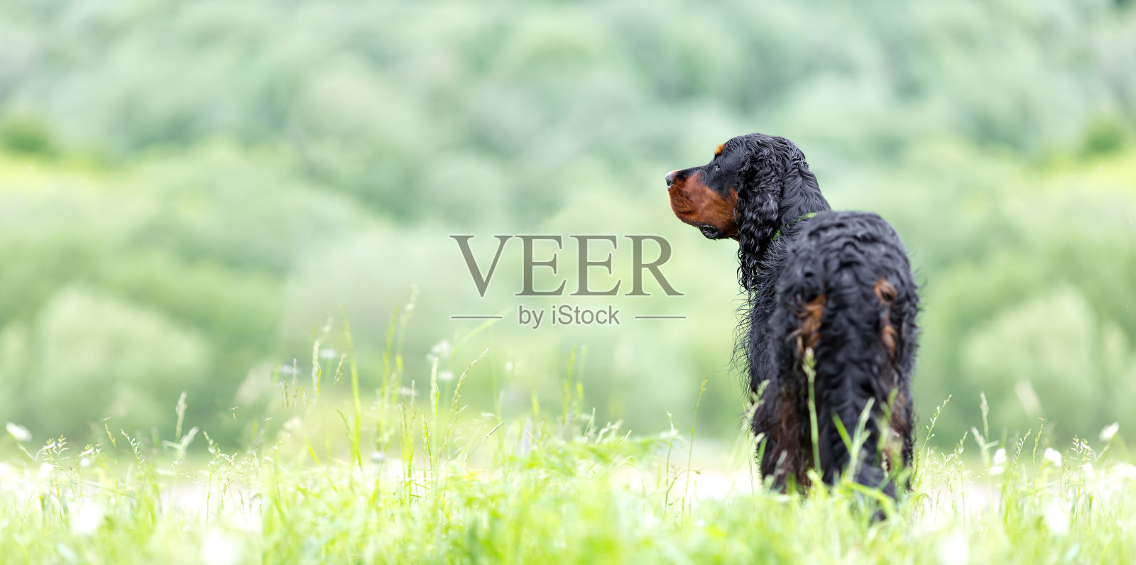 塞特·戈登背对着镜头,看着绿色的田野。照片摄影图片