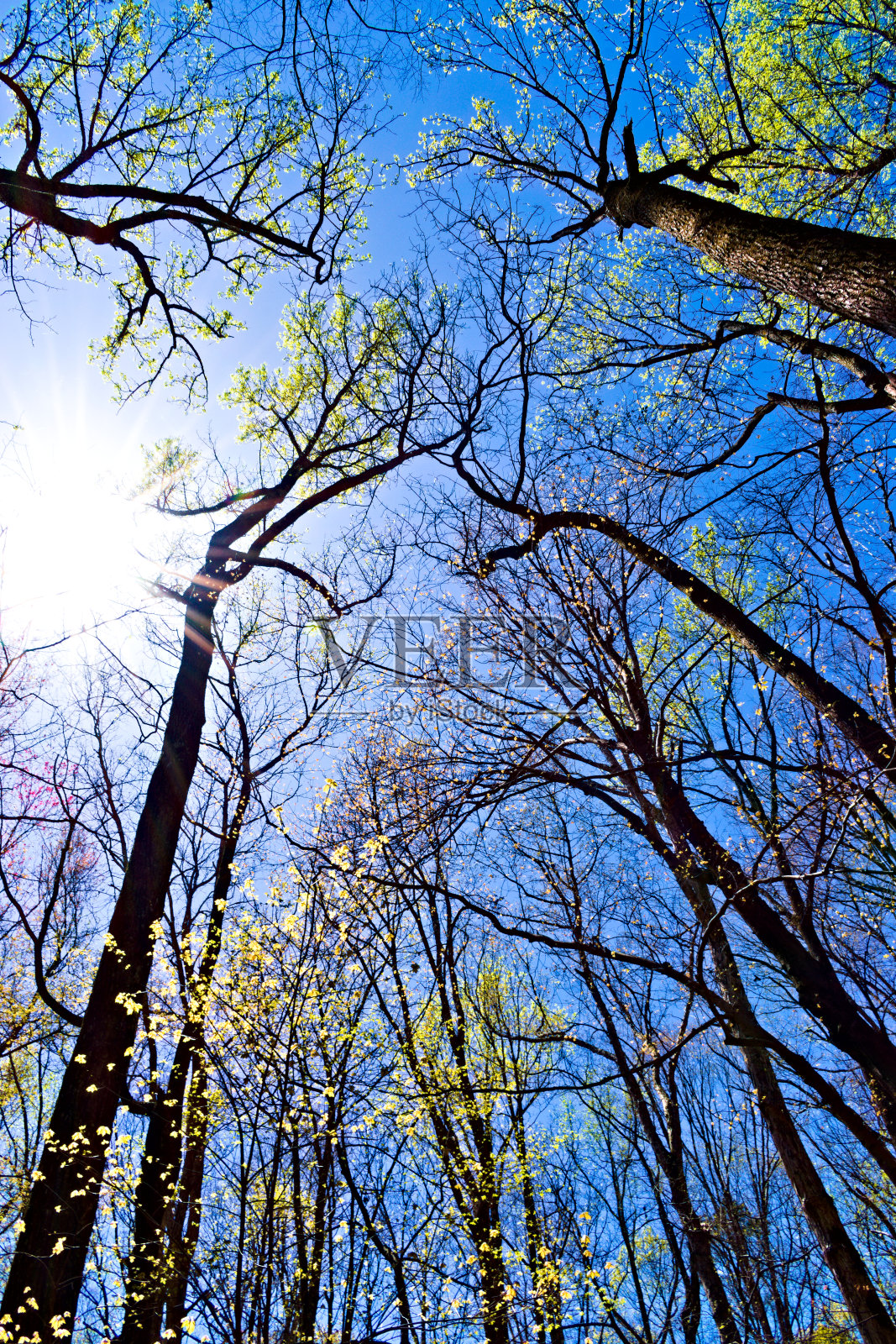 树木向上照片摄影图片