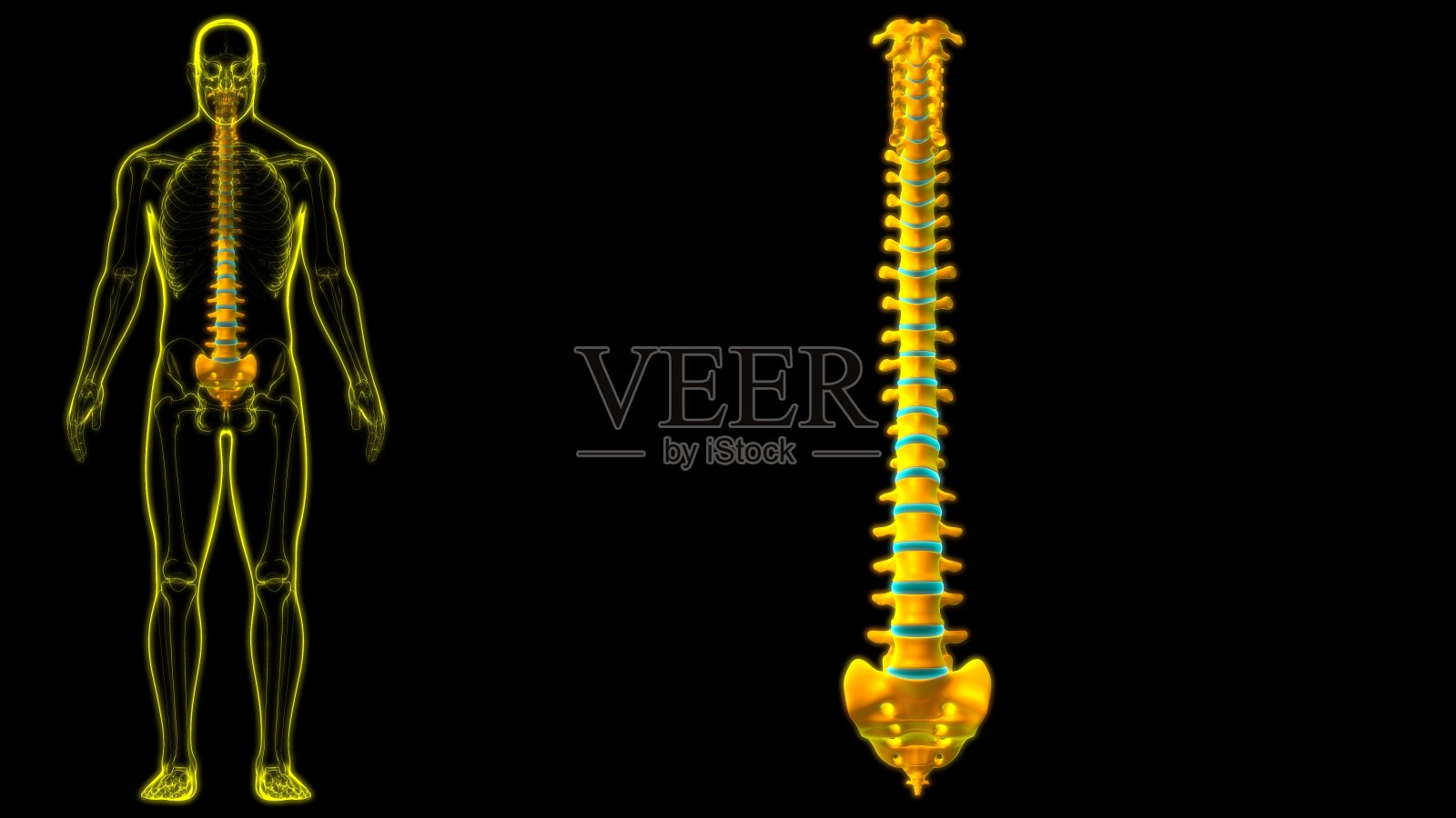 人体骨骼脊柱解剖照片摄影图片