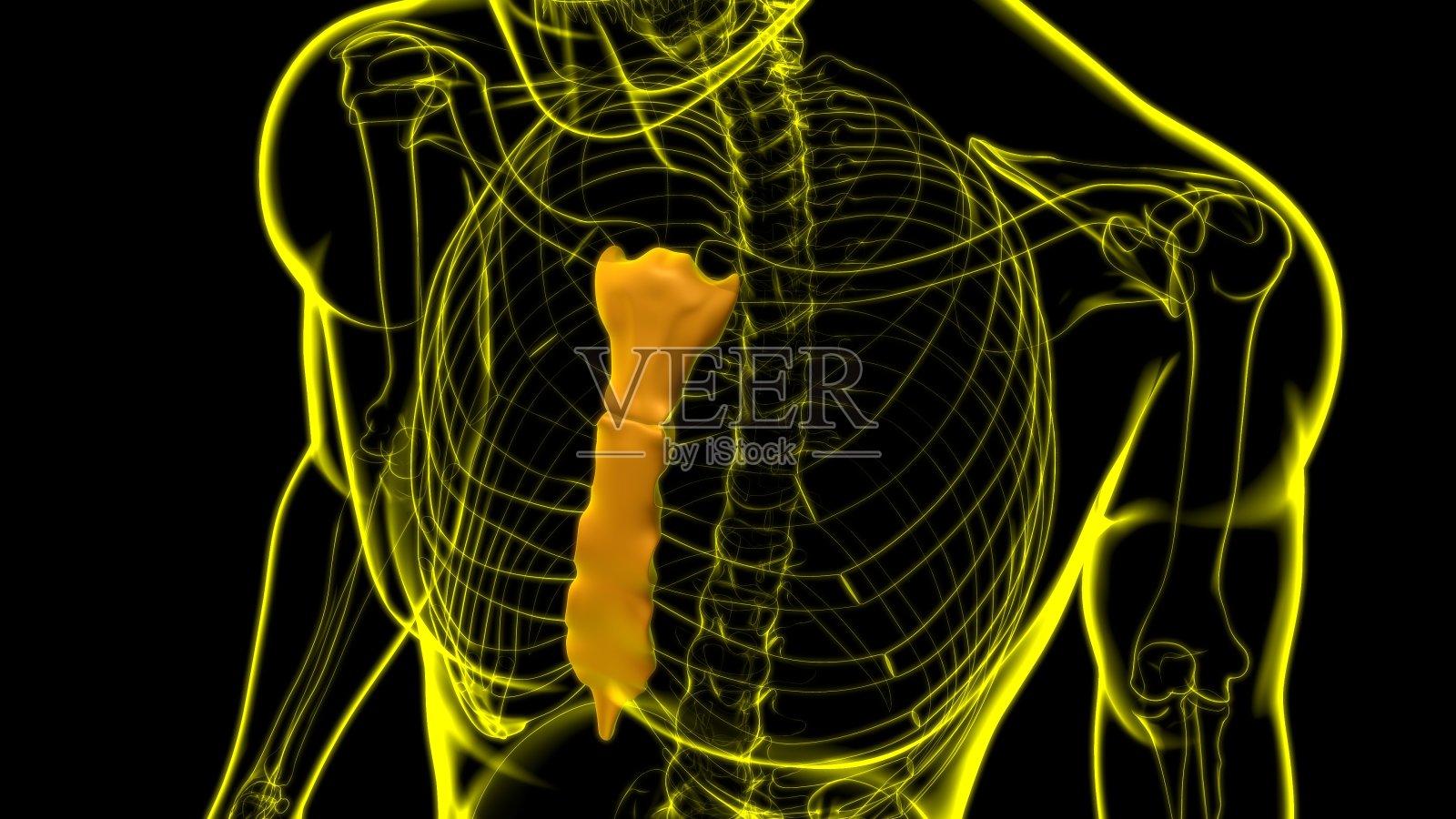 人体胸骨解剖医学概念照片摄影图片