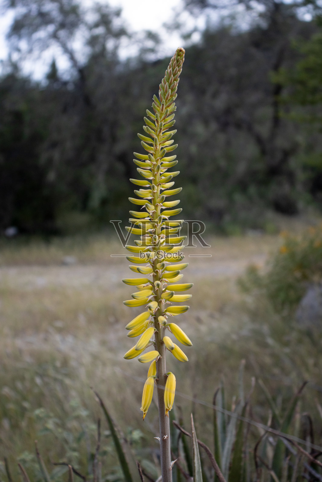 芦荟(savila)种植照片摄影图片
