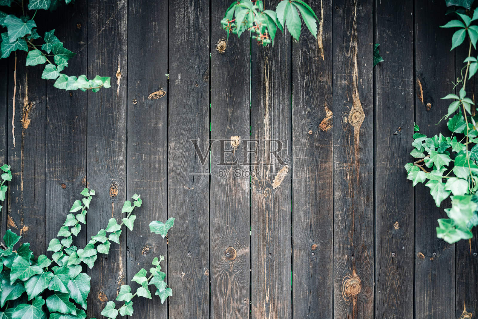 真正的天然木材纹理。木板面墙为老式垃圾墙纸。旧地板上有绿色树叶的木制图案。暗纹板桌与复制空间。抽象的自然的桌子。照片摄影图片