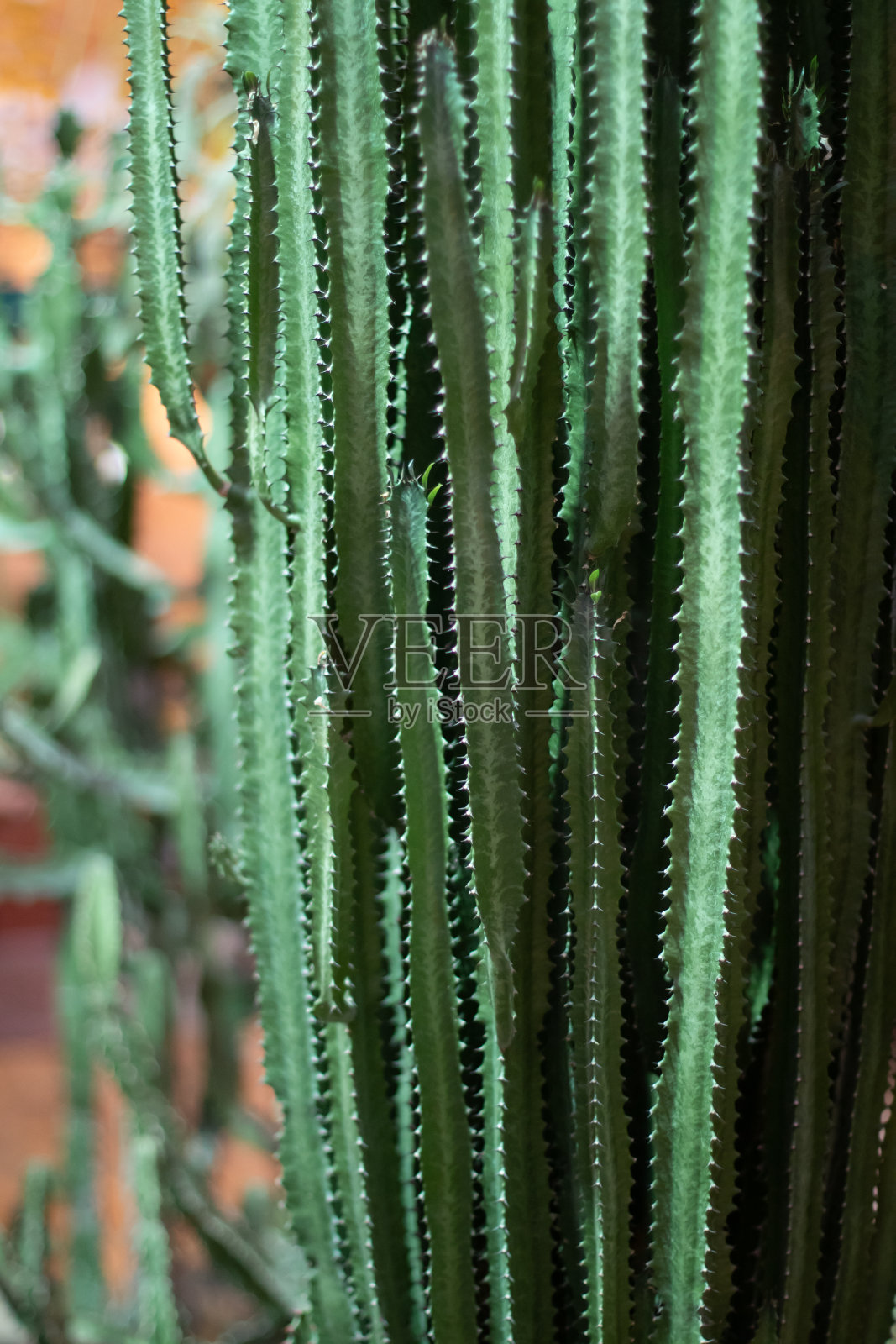 自然背景。大戟属植物茎,多汁。照片摄影图片