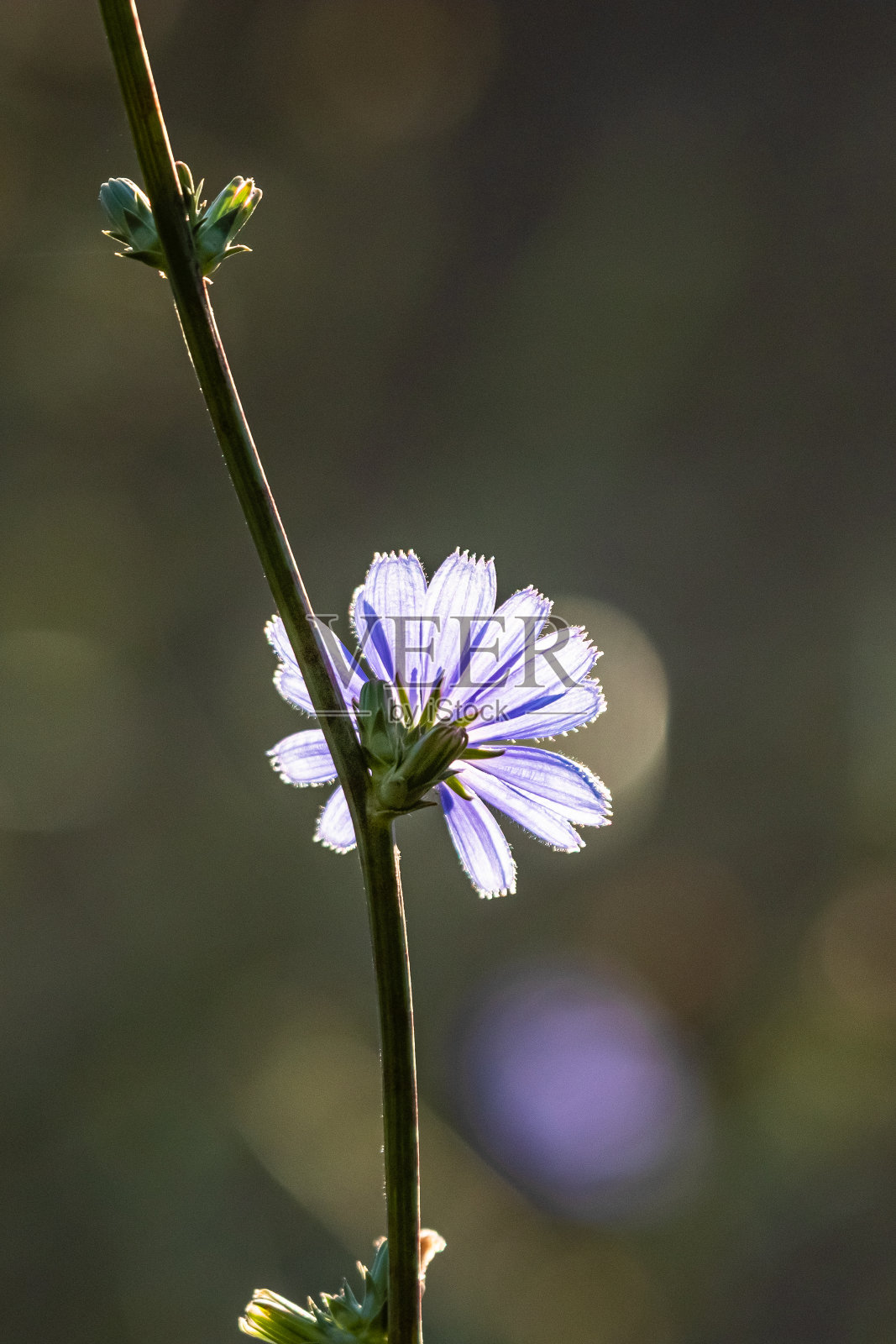 紫花迎光,具有散景效果照片摄影图片