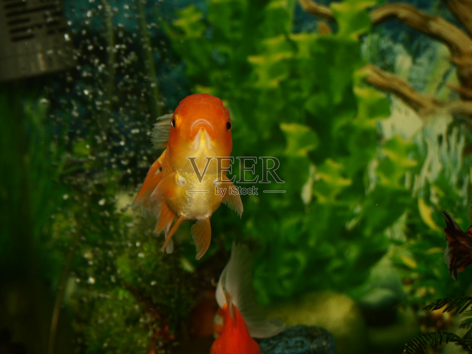 游泳的金鱼看起来很漂亮,伴着几种鱼,在非常清澈的水里也很漂亮照片摄影图片