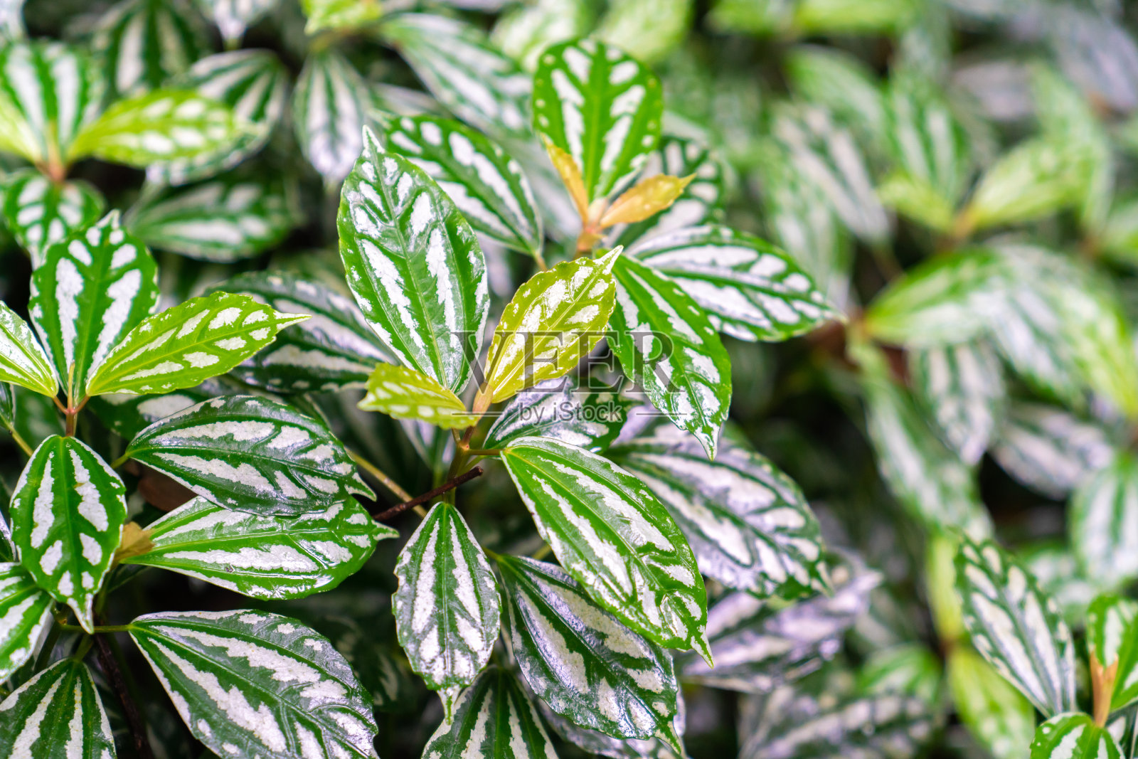 无花果树的一片大绿叶照片摄影图片