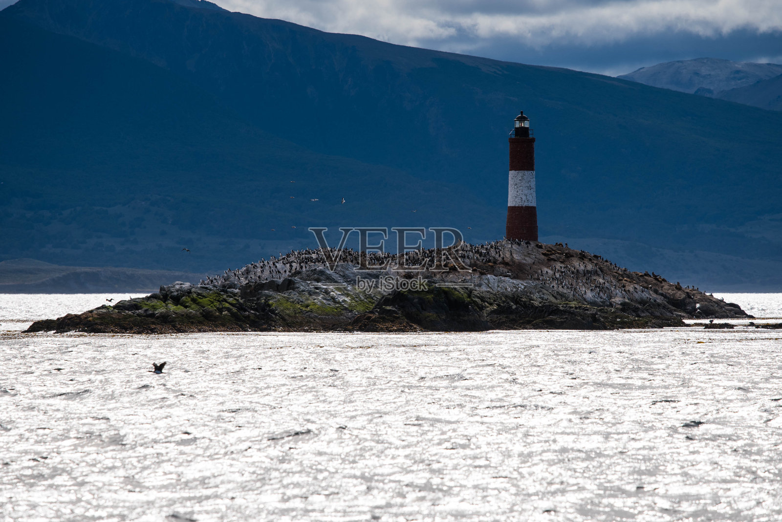 乌斯怀亚市附近比格尔海峡的鸟岛。乌斯怀亚是阿根廷火地岛省的首府。在灯塔旁边放满了鸟和企鹅。照片摄影图片