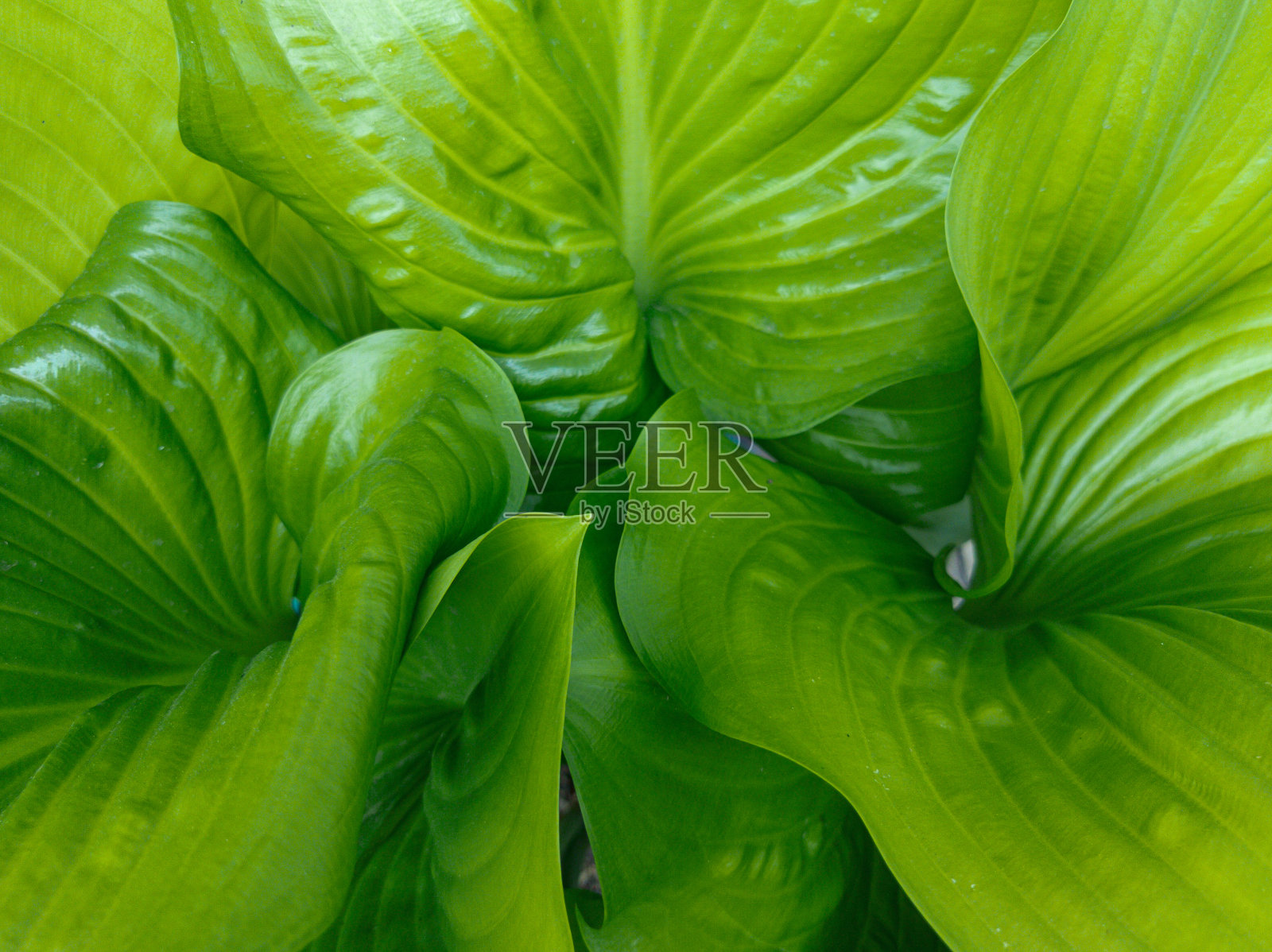 叶的背景照片摄影图片