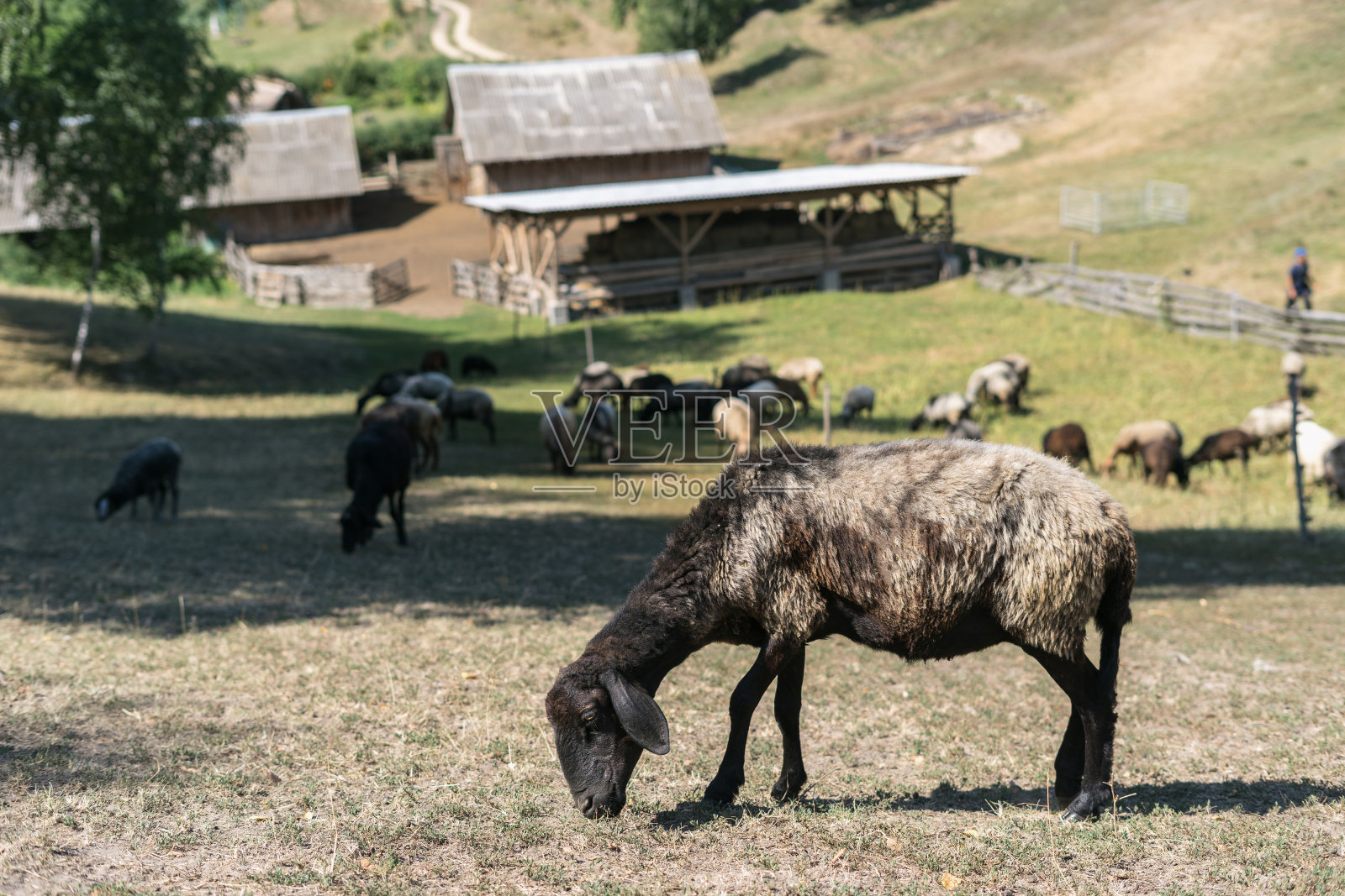 羊在农场的草地上吃草照片摄影图片