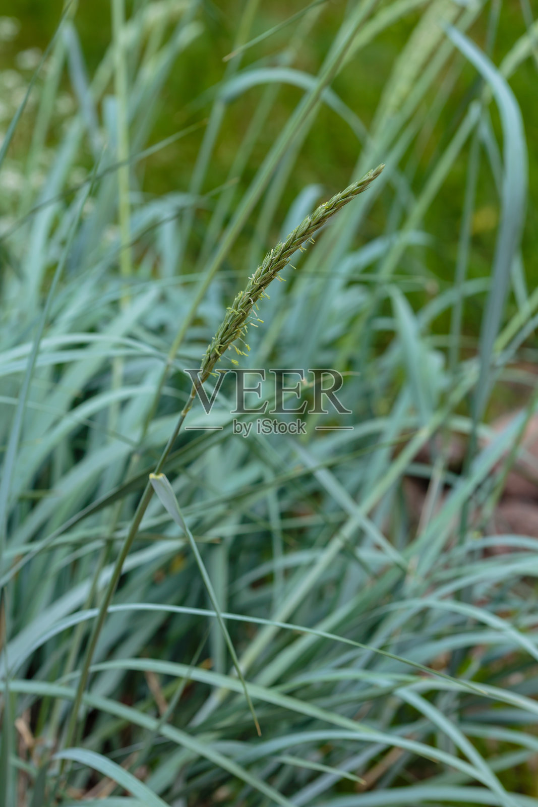 观赏的淡绿色草照片摄影图片