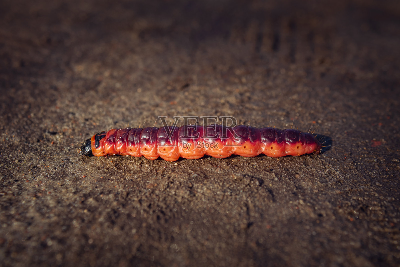 Cossus Cossus是山羊蛾的红色毛虫照片摄影图片