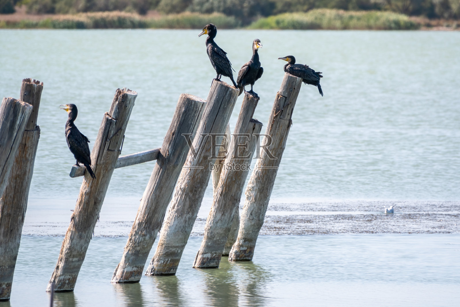 一群鸬鹚栖息在一个古老的码头上照片摄影图片