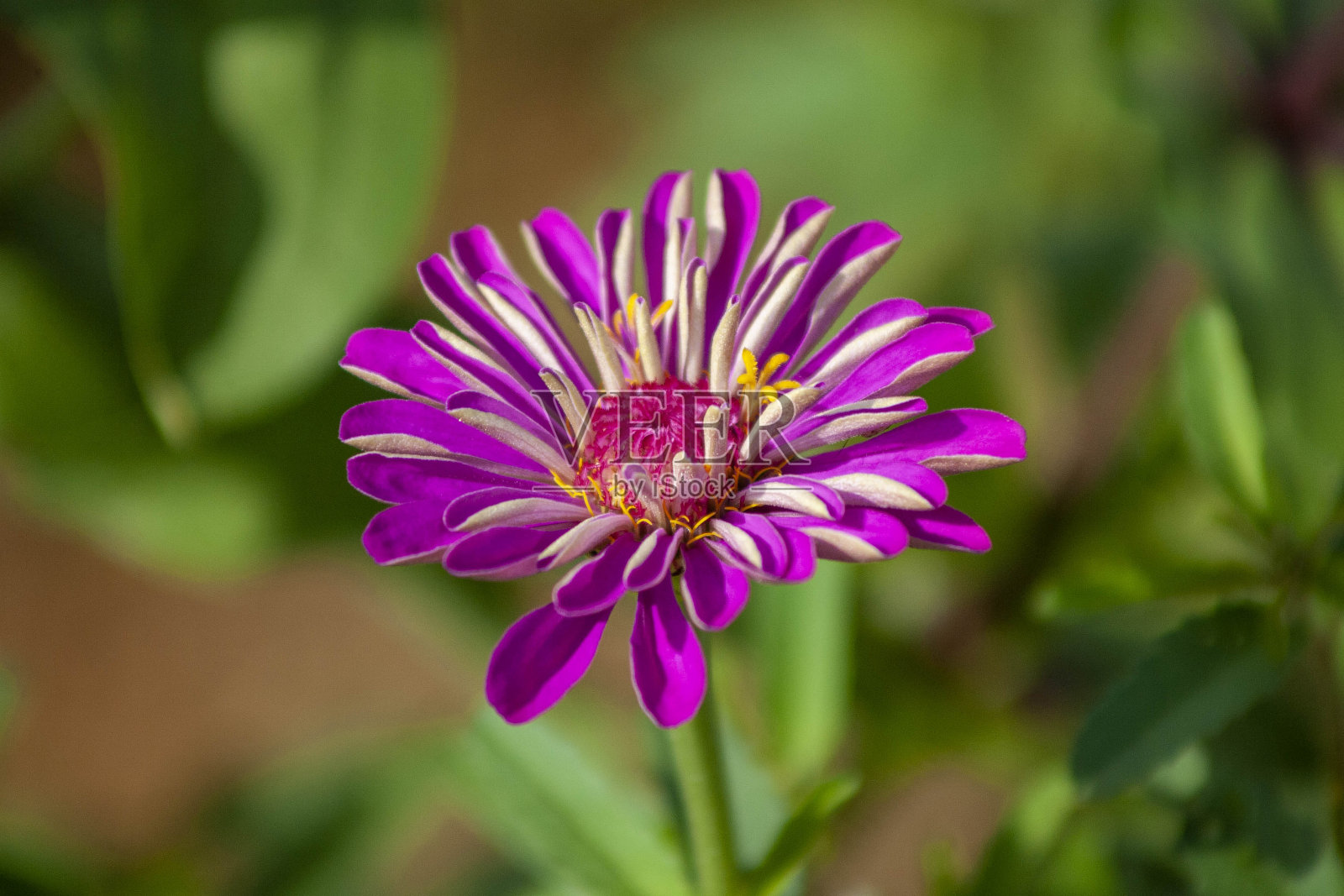 花照片摄影图片