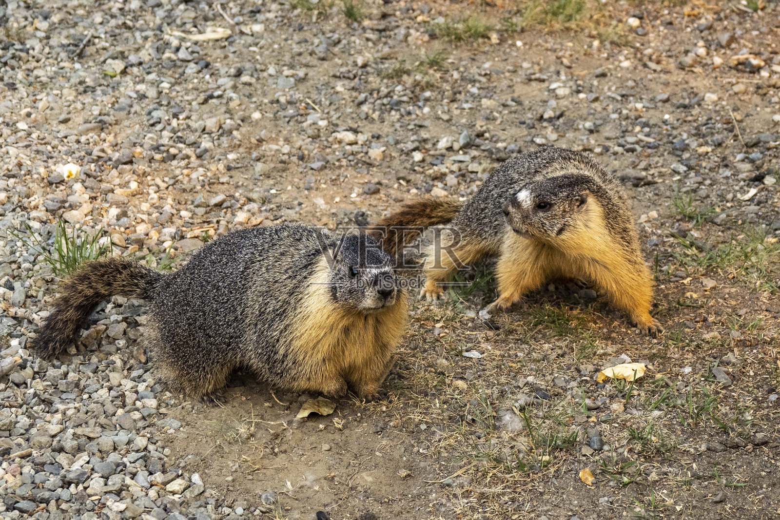 巨大的土拨鼠照片摄影图片