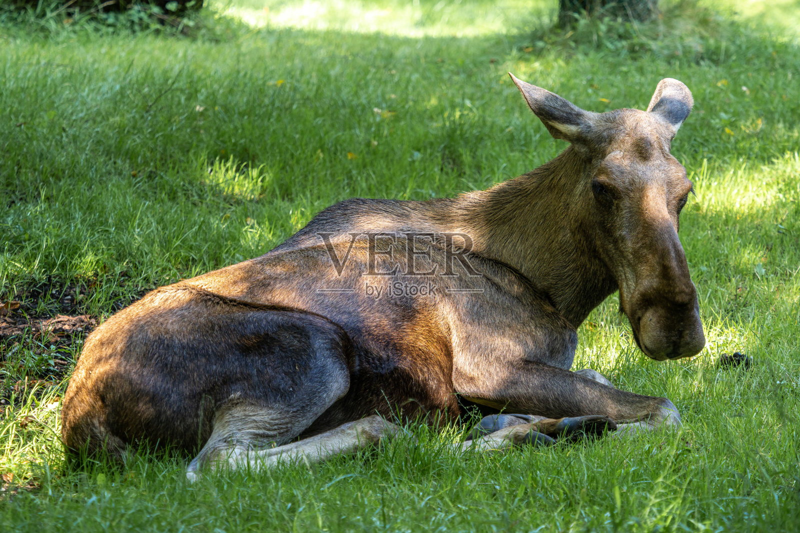 欧洲驼鹿,又称麋鹿照片摄影图片